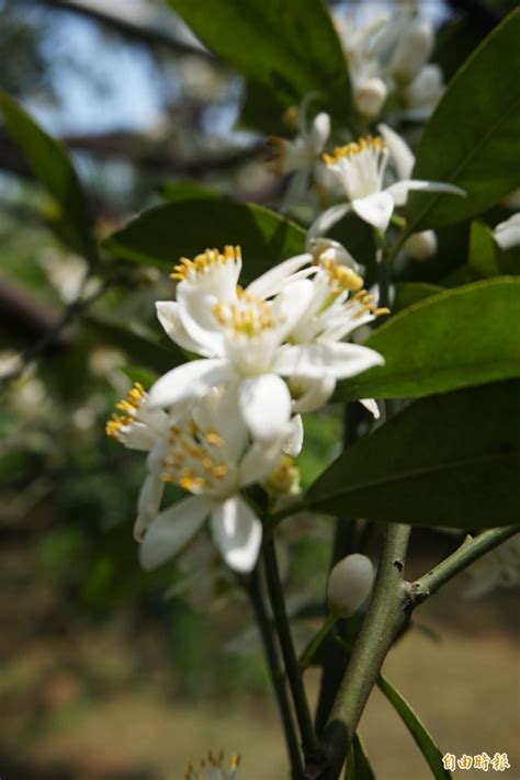 橘子樹開花